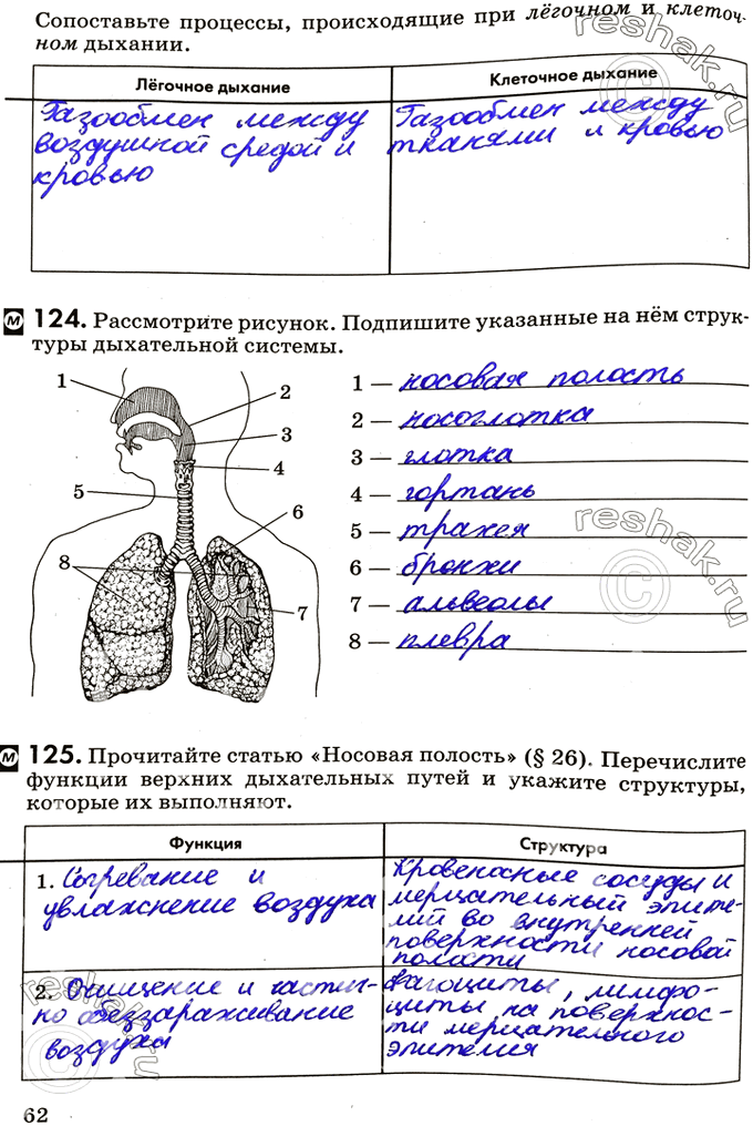 Изображение Сопоставьте процессы, происходящие при легочном и клеточном дыхании.Лёгочное дыхание	Клеточное дыхание124. Рассмотрите рисунок. Подпишите указанные на нём структуры...